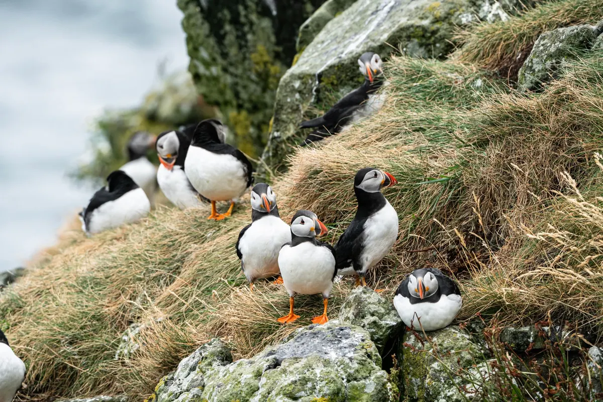 How to Spot Wildlife on a Scottish Island Without Disturbing It